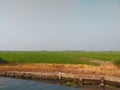 Greenish paddy fields situated in Kerala, India Royalty Free Stock Photo