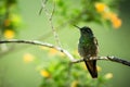 Greenish puffleg sitting on branch, hummingbird from tropical forest,Colombia,bird perching,tiny bird resting in rainforest,clear