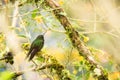 Greenish puffleg sitting on branch, hummingbird from tropical forest,Colombia,bird perching,tiny bird resting in rainforest,clear