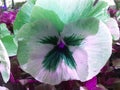 Greenish purple Pansies flower closeup Royalty Free Stock Photo