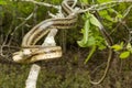 Greenish Rat Snake - Pantherophis alleghaniensis Royalty Free Stock Photo