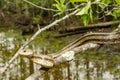 Greenish Rat Snake - Pantherophis alleghaniensis