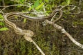 Greenish Rat Snake - Pantherophis alleghaniensis Royalty Free Stock Photo