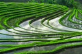 Greenish rice fields with lines on bali in Indonesia