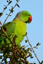 Greenish Ring nacked parrot