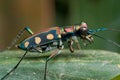 A greenish tiger beetle