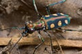A greenish tiger beetle Royalty Free Stock Photo