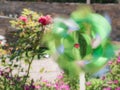 Greenish toy pinwheel creating a colorful trail from the movement caused by the wind Royalty Free Stock Photo