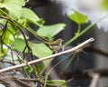 The greenish Warbler Bird sitting on branch of tree Royalty Free Stock Photo