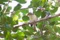 Greenish Warbler on green tree Royalty Free Stock Photo