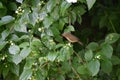 Greenish warbler Royalty Free Stock Photo