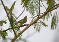 Greenish Warbler Phylloscopus trochiloides perching on tree branch Royalty Free Stock Photo