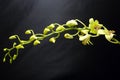 Greenish waxy Orchid Flowe