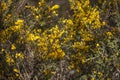 Greenish yellow floral natural background of ulex europaeus known as gorse bush with small bright yellow flowers