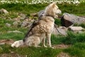 Greenland dog sits on a green flowering meadow.