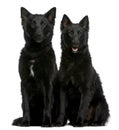 Greenland Dogs, 1 year old, sitting