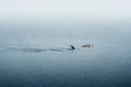 GREENLAND, Ilulissat - AUGUST, 7, 2019: People in sea kayaks observing a Humpback whale fin. Up to seven species of
