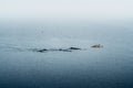 GREENLAND, Ilulissat - AUGUST, 7, 2019: People in sea kayaks observing a Humpback whale fin. Up to seven species of