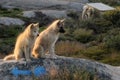 Greenland Ilulissat puppydog in sunset