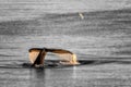 Greenland Ilulissat whale tail in sunset Royalty Free Stock Photo