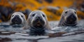 Greenland national park hosts diverse marine mammals like walrus harp seal narwhal beluga whale and