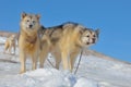 Greenland sled dogs relaxing