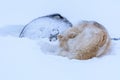 Greenland sled dogs sleeping in the snow Royalty Free Stock Photo