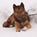 Greenland sledge dog Royalty Free Stock Photo