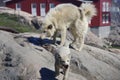 Greenland sledge dogs feeding Royalty Free Stock Photo