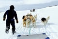 Greenland sledge dogs with musher in action