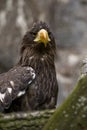 Greenland White-tailed Eagle Royalty Free Stock Photo