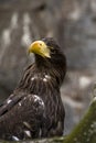 Greenland White-tailed Eagle Royalty Free Stock Photo