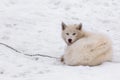 Greenlandic arctic sledding dog sleeping on the chain in snow, S