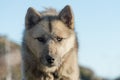 A greenlandic dog in aggressive posture, Sisimiut, Greenland