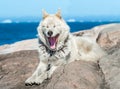 A greenlandic dog in aggressive posture, Sisimiut, Greenland