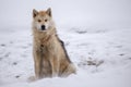 Greenlandic furry husky Royalty Free Stock Photo