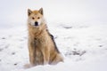 Greenlandic polar sledding dog sitting on the chain in snow, Sis