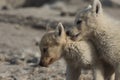 Greenlandic puppies playing in the tundra, Sisimiut, Greenland Royalty Free Stock Photo