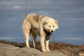 Greenlandic sled dog close-up