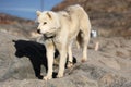 Greenlandic sled dog in Greenland