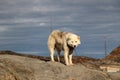 Greenlandic sled dog in Greenland