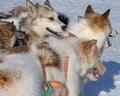 Greenlandic Sled Dogs