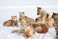 Greenlandic sled dogs