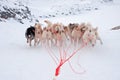 Greenlandic Sled Dogs running Royalty Free Stock Photo