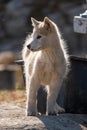 Greenlandic sleddog puppy