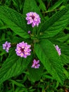 Greenleaves with purple flowers in bloom