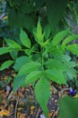 greenleaves tree background nature pattern