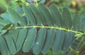 Greenleaves tree nature background pattern