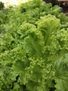 Green lettuce plant Royalty Free Stock Photo
