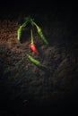 GreenLife Organic&Natural African Bird Eye Chilli,Hot Thai Pepper or Kanthari Mulaku